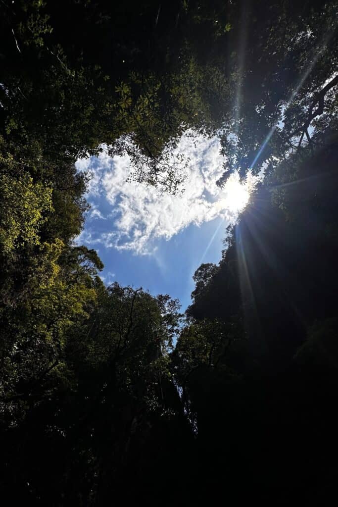 Orman içinde ağaçların oluşturduğu açıklıktan gökyüzü ve güneş ışınları kalp gibi görünüyor, tayland phuket