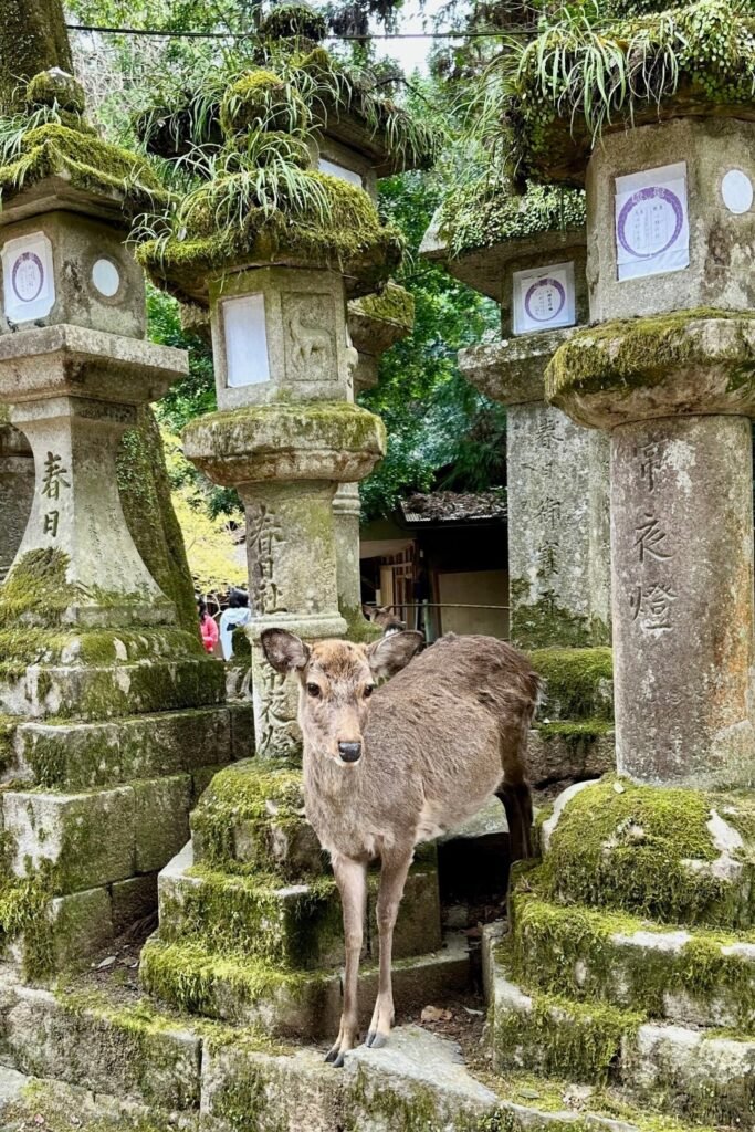 Kasuga Taisha tapınağında taş fenerli yol ve geyikler, Nara’nın ikonik yürüyüş rotası