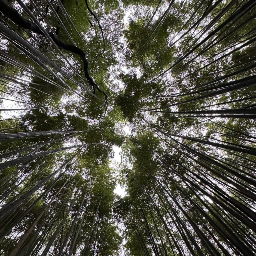 Kyoto Arashiyama Bambu Ormanı’nda uzun bambular arasında