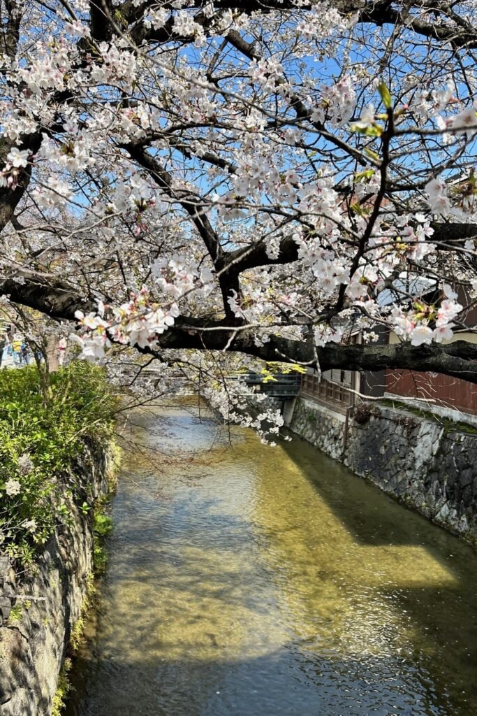 Kiraz çiçekleri ile en çok fotoğraflanan tatsumi köprüsü Gion, Kyoto
