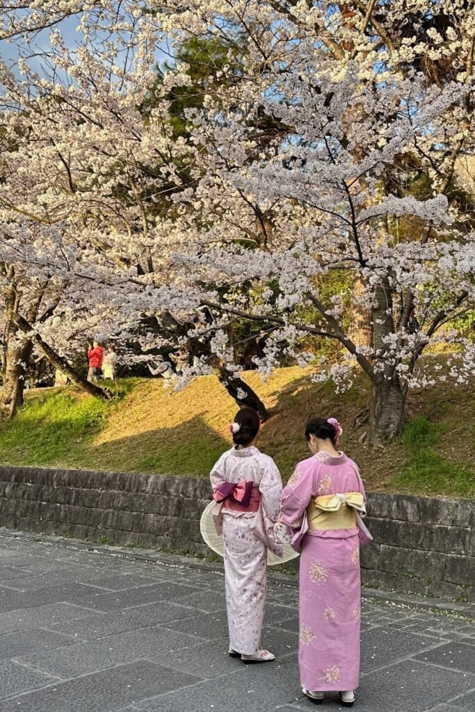 Kyoto Maruyama Park’ta sakura zamanı hanami kalabalığı ve geisha