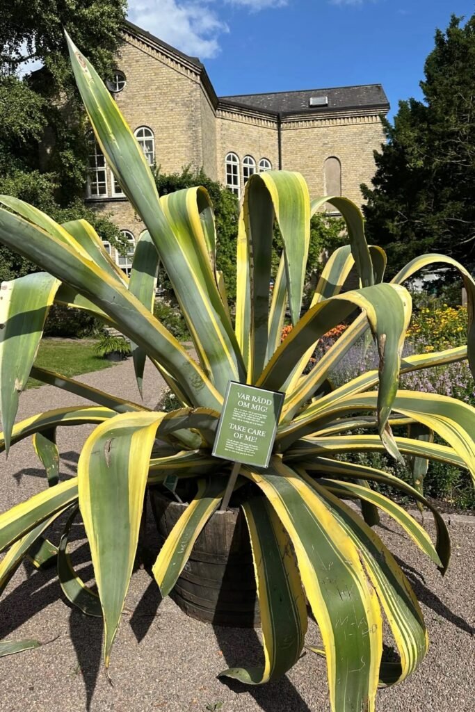 Lund Botanik Bahçesi’nde dev agave bitkisi ve arka planda tarihi taş bina, Lund gezi rehberi için sakin bir doğa noktası.