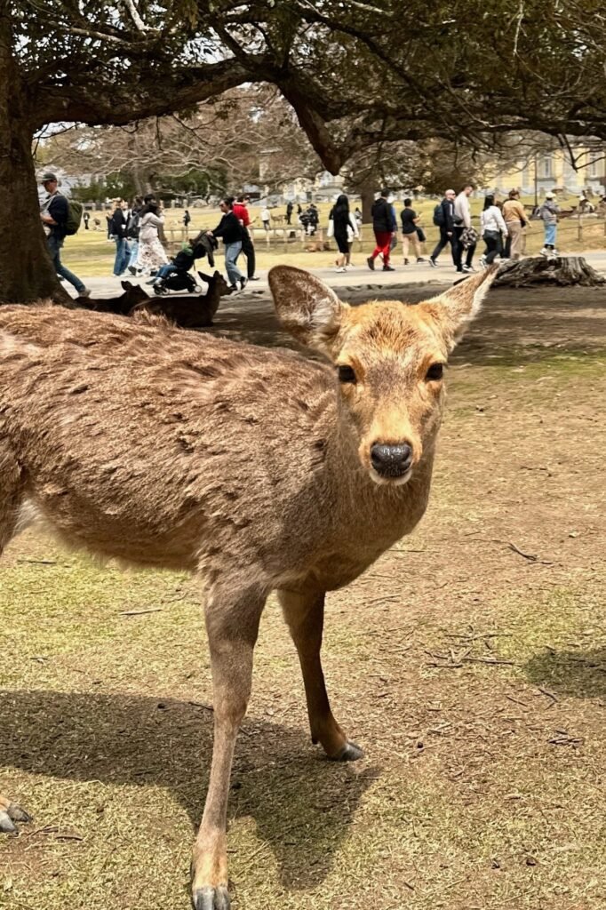 Nara Park’ta poz veren geyik, doğal ortamda yakın çekim