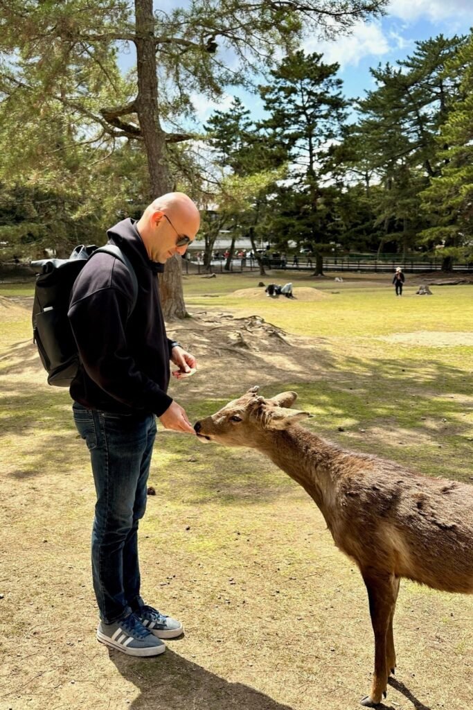 Nara Park’ta shika senbei bekleyen geyik