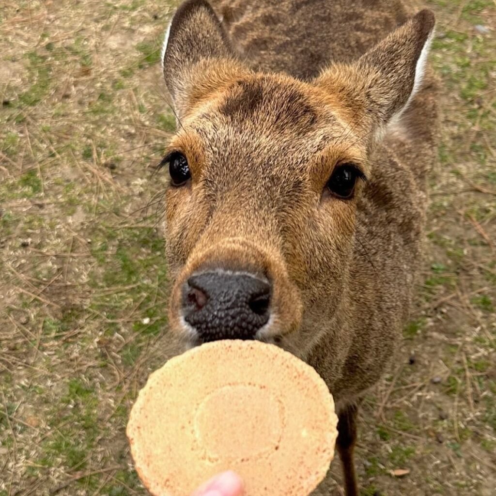 Nara Park’ta shika senbei ile geyik beslerken çekilmiş yakın plan fotoğraf