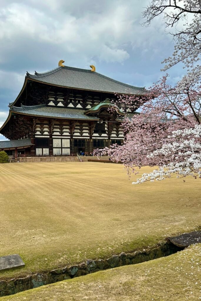 Nara sakura, kiraz çiçeği zamanı fotoğraf noktaları