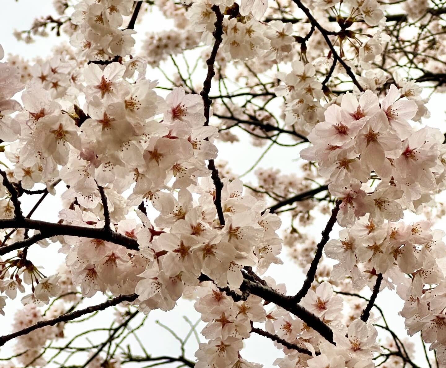 Japonya’da sakura (kiraz çiçeği) dalları, yakın plan bahar fotoğrafı