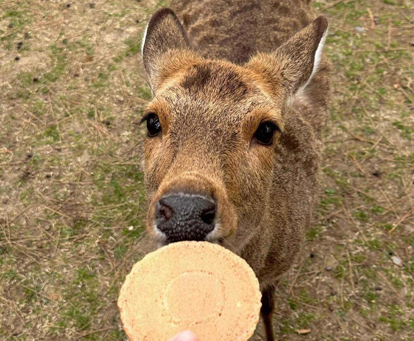 Nara Park’ta geyik (shika) shika senbei krakeri yerken yakın plan fotoğraf